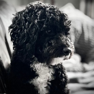 Enzo the black Cockapoo