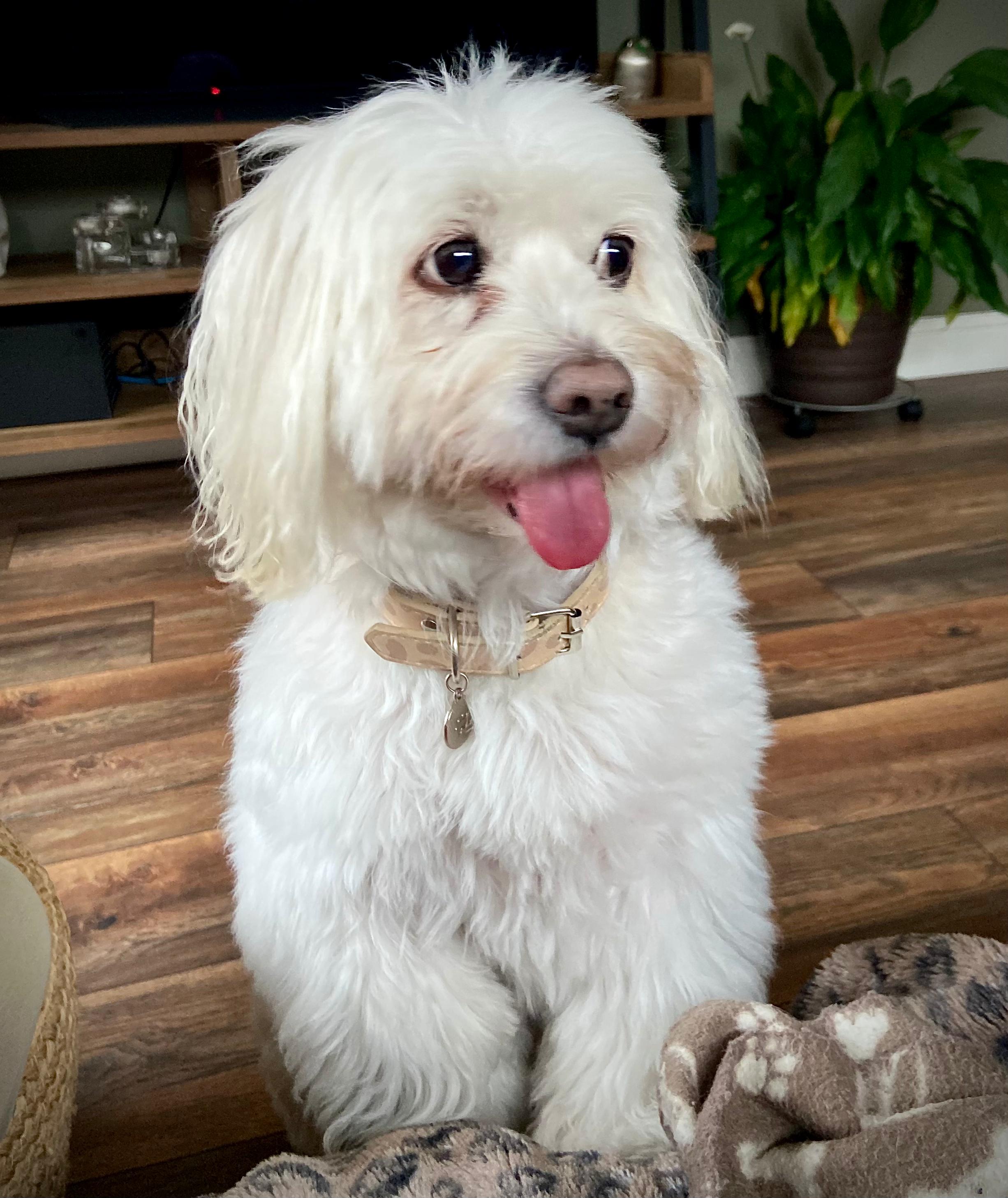 Aspen, the dog who helped inspire us to welcome Enzo