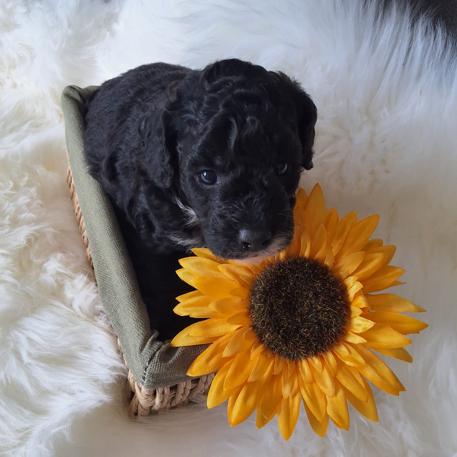 Enzo, the tiny Cockapoo, in his early puppy days