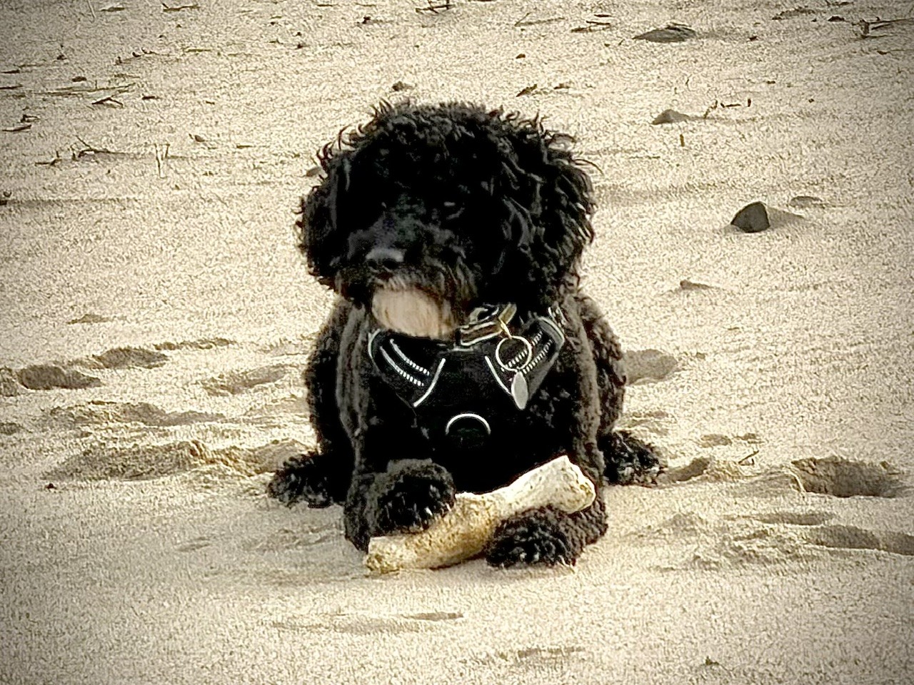 Enzo on the beach