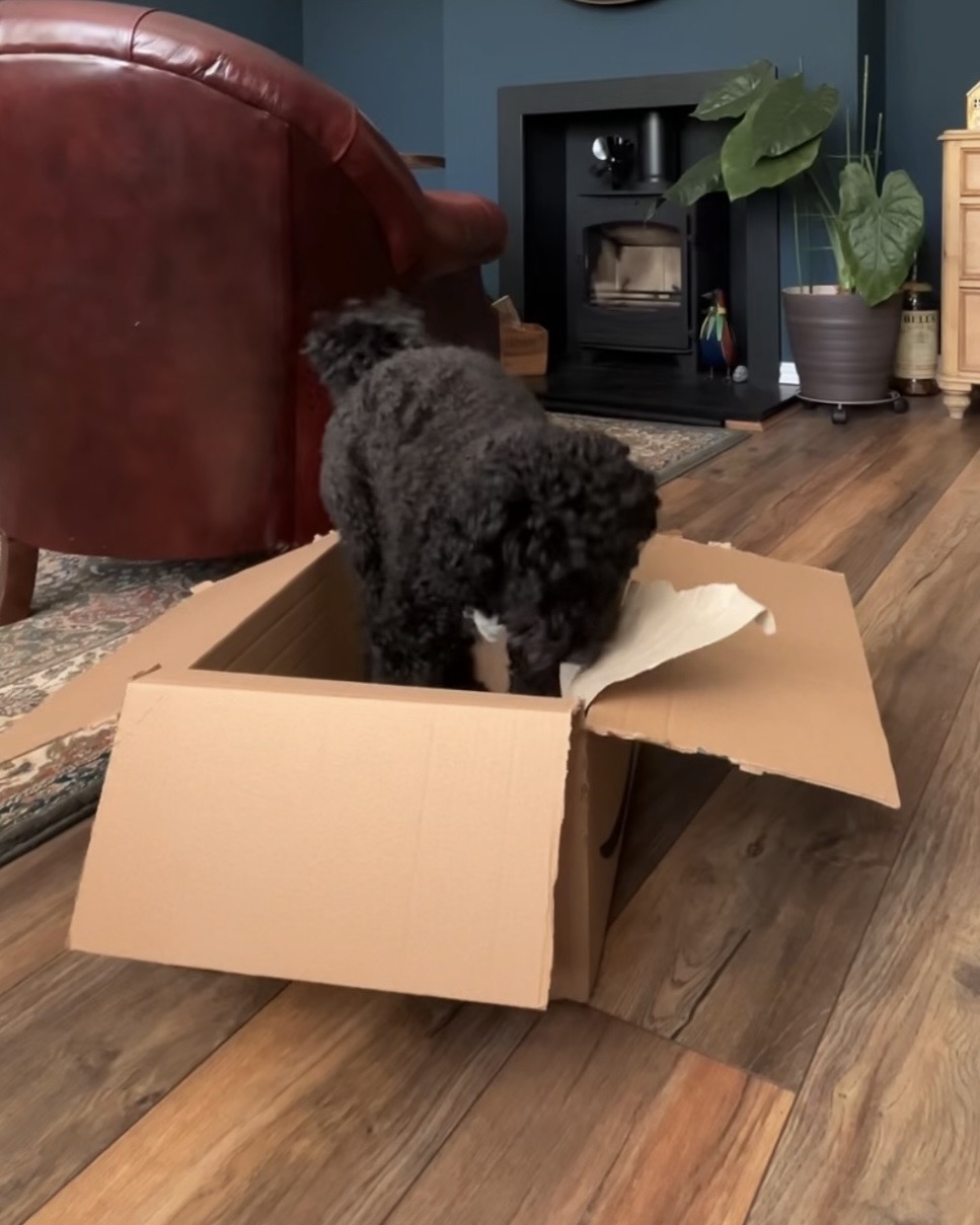 Enzo inspecting an Amazon parcel