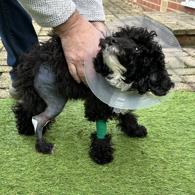 Enzo with his broken leg, recovering in the hospital
