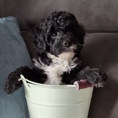 Enzo, the tiny Cockapoo, in his early puppy days
