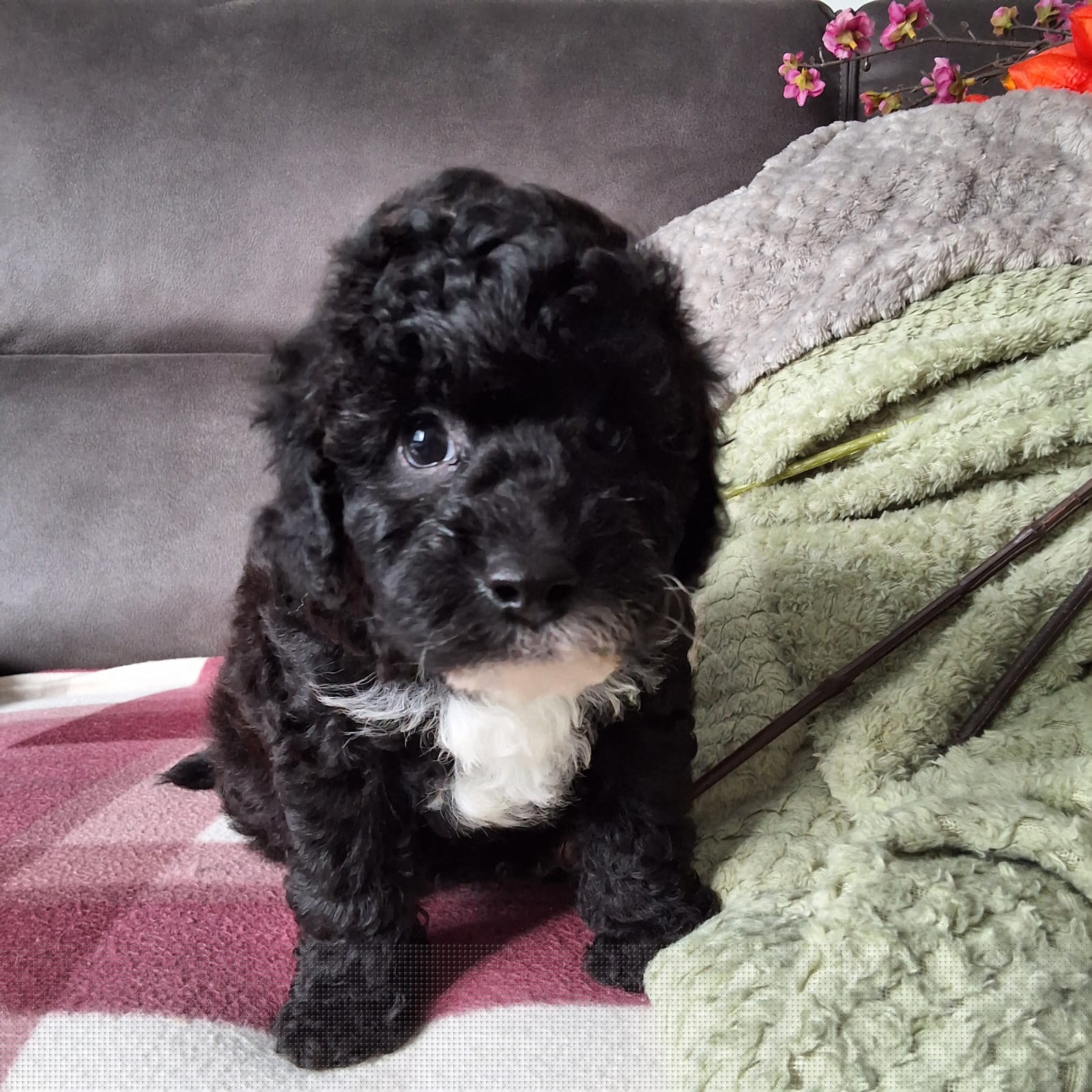 Enzo, the tiny Cockapoo, in his early puppy days