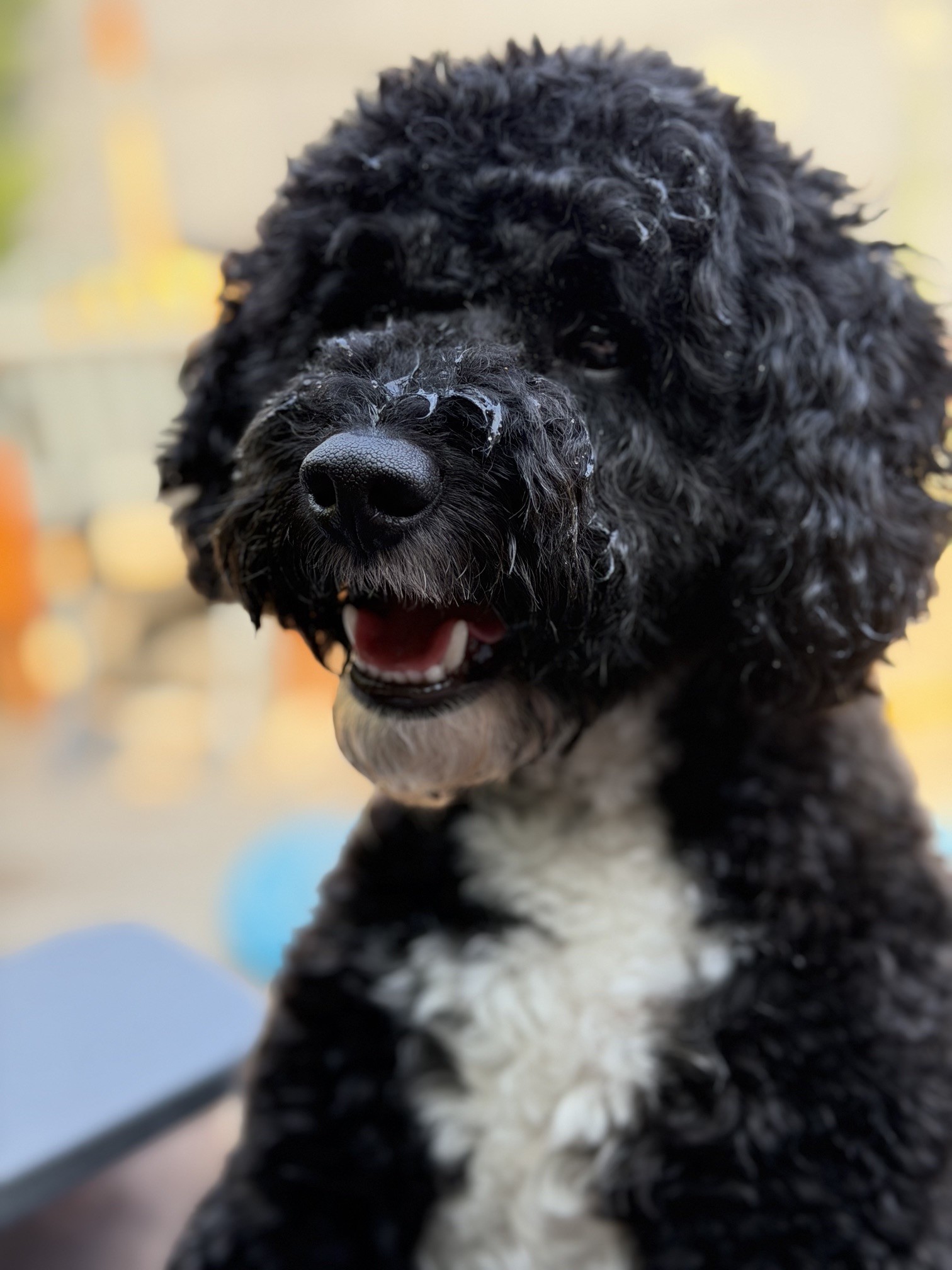 Enzo, the Chief Executive Dog