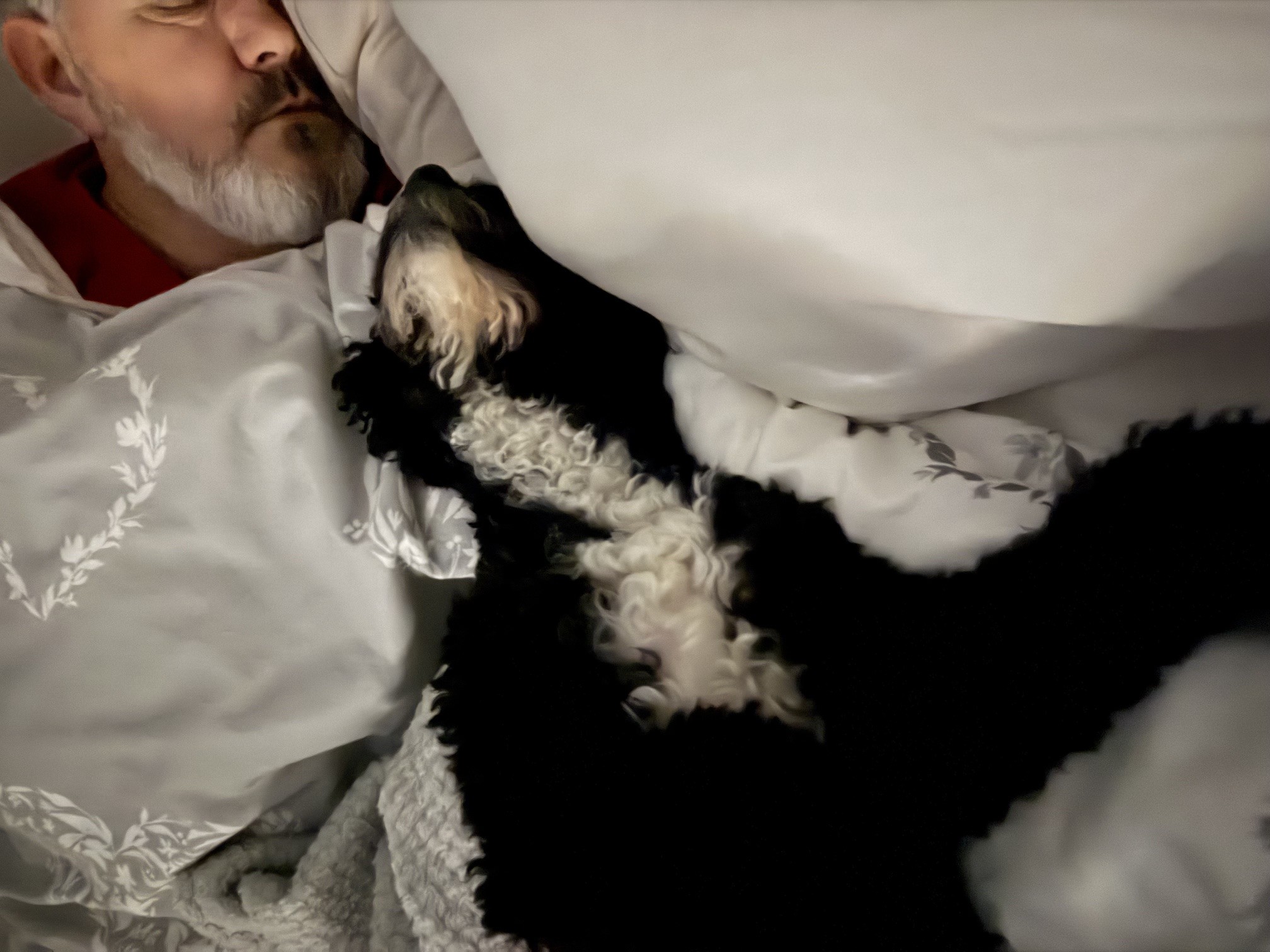 Enzo, the Cockapoo, sleeping between us