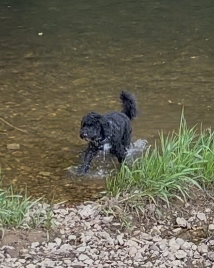 Enzo playing in the village brook