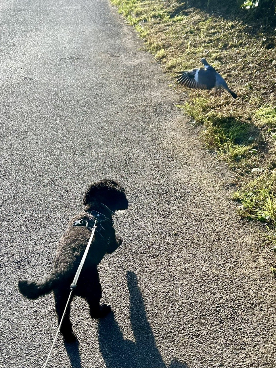 Enzo watching pigeons during a walk