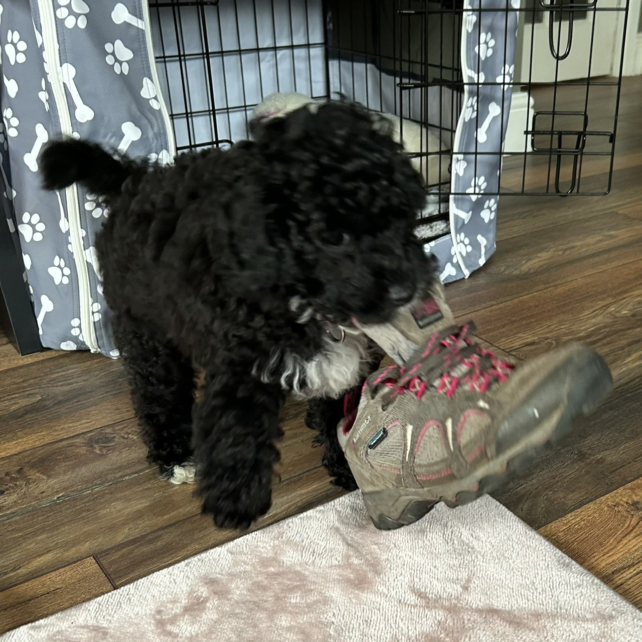 Enzo, the mischievous Cockapoo, proudly carrying a shoe he was not meant to have