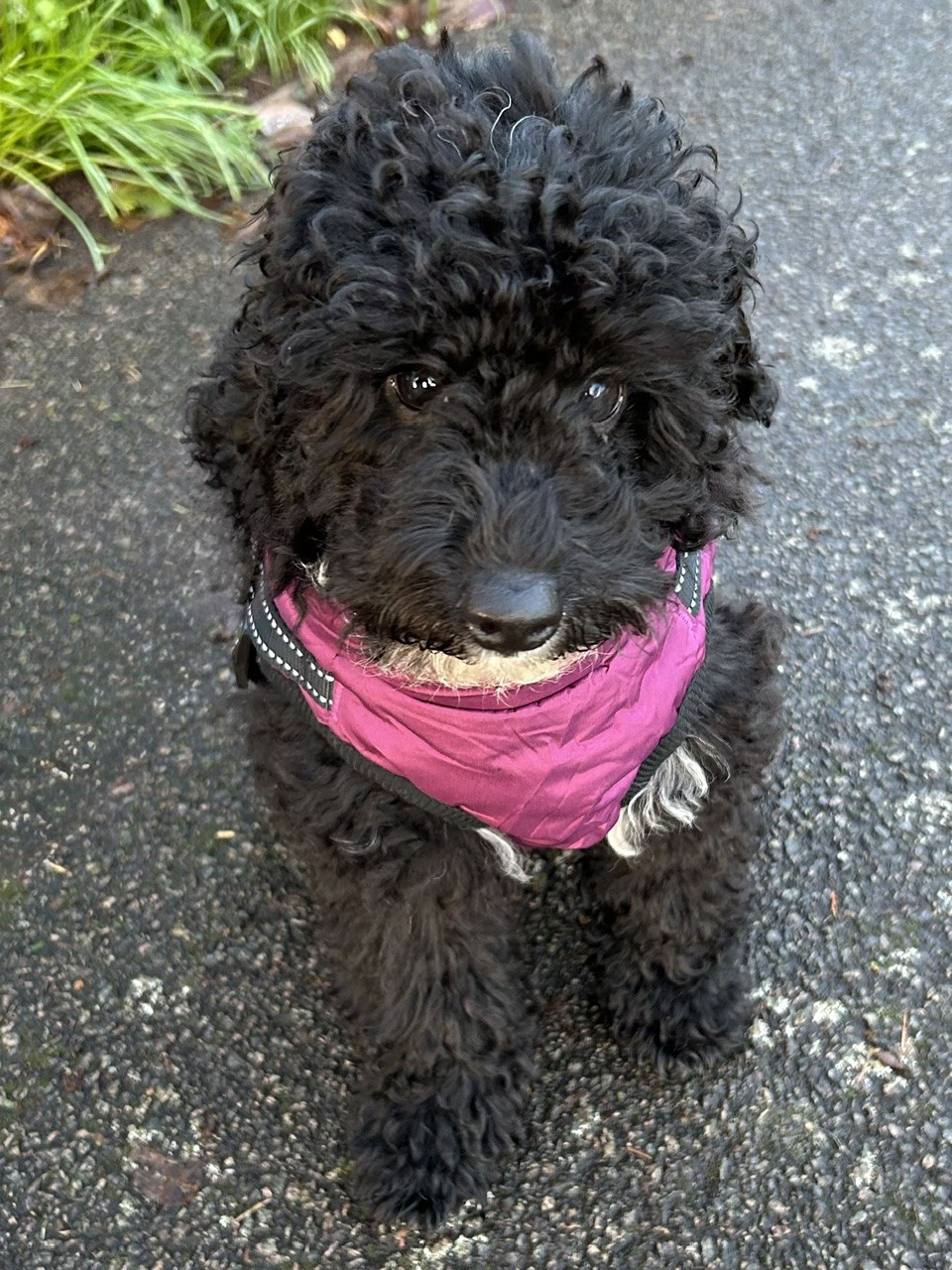 Enzo sweet boy