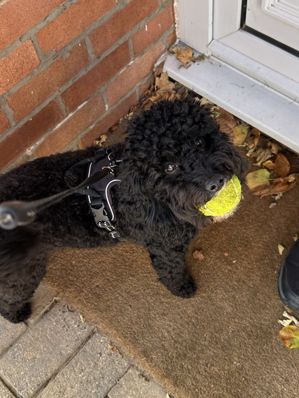 Enzo carrying one of his discovered tennis balls