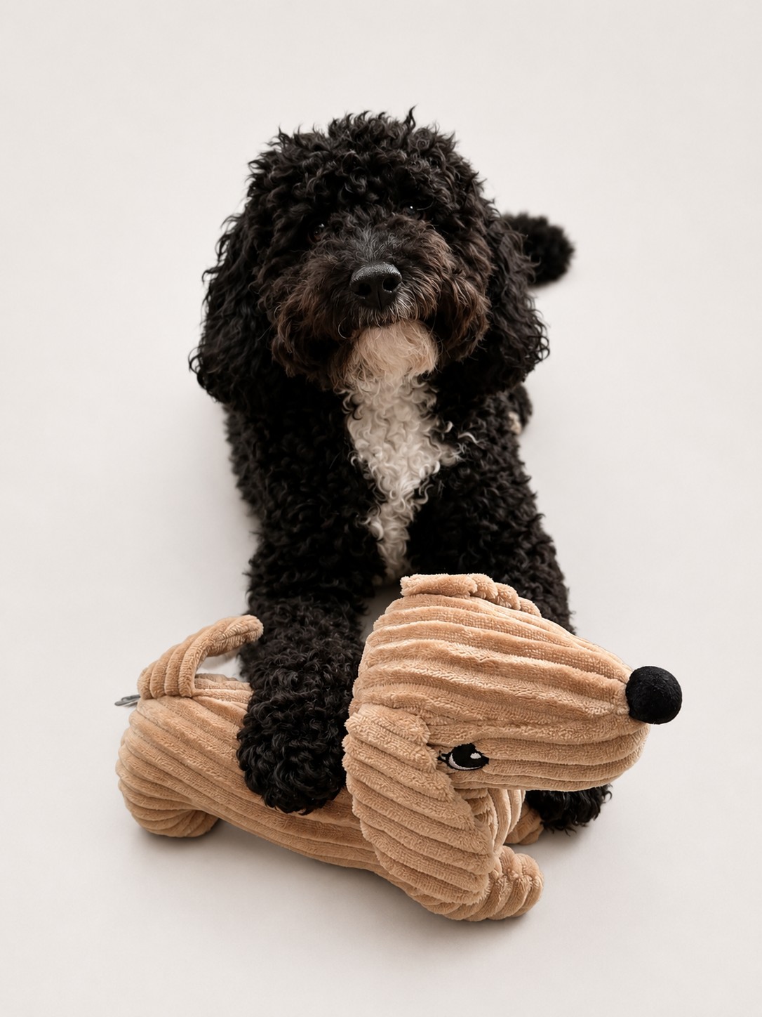 Enzo with the Petface Dougie Dog toy