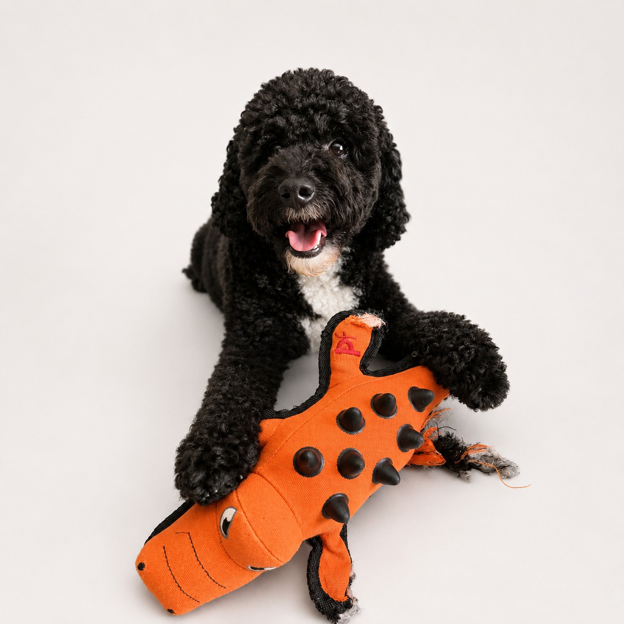 Enzo with the Petface Nobbly Crocodile toy